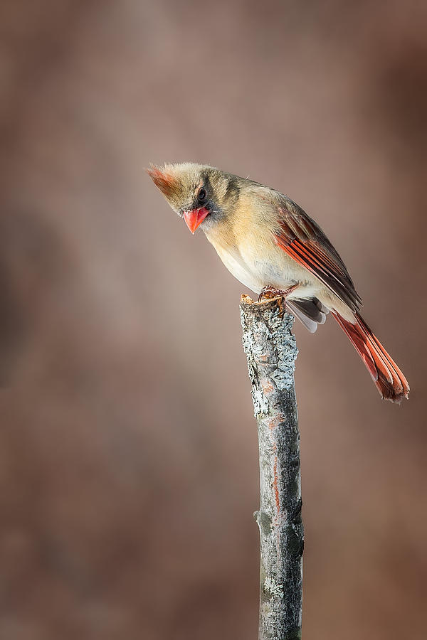 Cardinal Photograph - Backyard Birds Northern Cardinal by Bill Wakeley