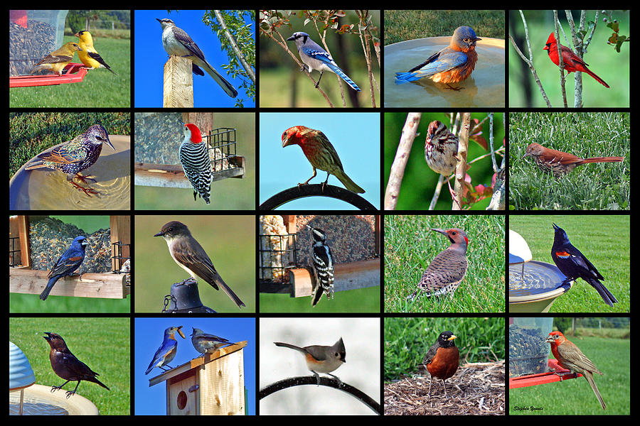 Bird Digital Art - Backyard Birds by Stephen Younts
