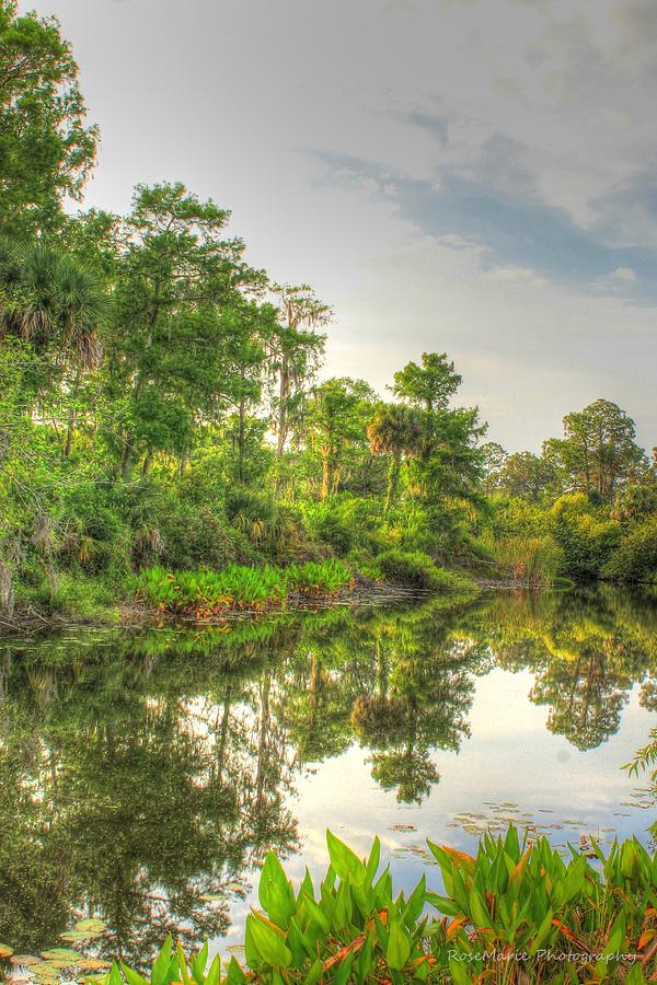 Backyard Bliss Photograph By Vanessa Parent Fine Art America