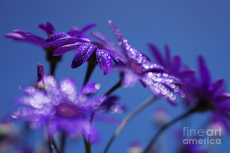 Flower Photograph - Backyard Bokeh by Carrie Cole