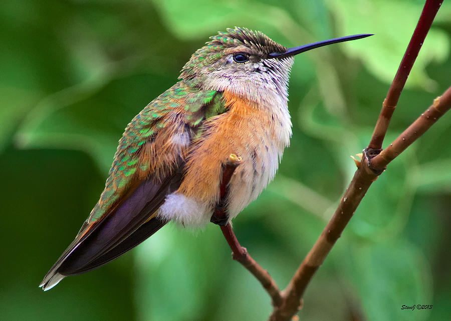Backyard Broad Tailed Hummingbird Photograph by Stephen Johnson