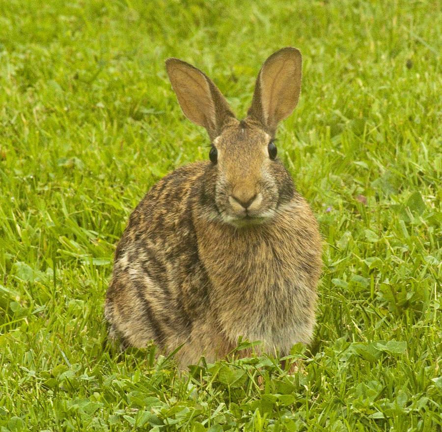 Easter Photograph - Backyard Bunny by Darleen Stry