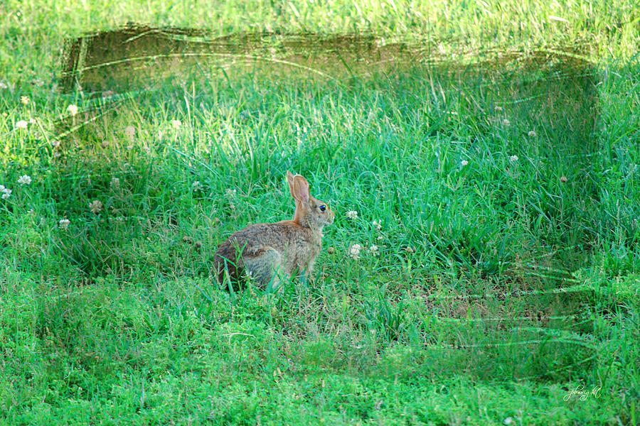 Nature Photograph - Backyard Bunny by Paulette B Wright