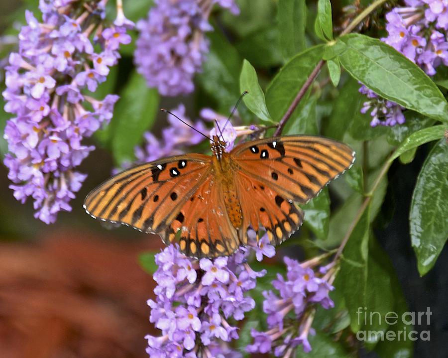 Backyard Butterfly Photograph by Carol  Bradley