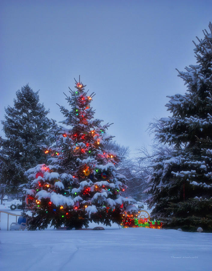 Backyard Christmas Tree Photograph by Thomas Woolworth