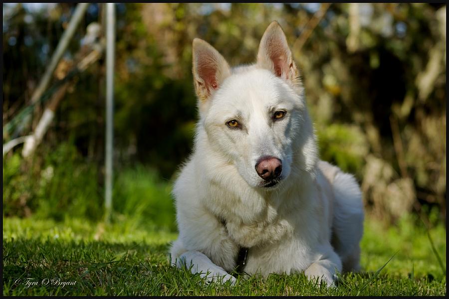 Backyard Dog Portrait 2 Photograph by Tyra OBryant | Fine Art America