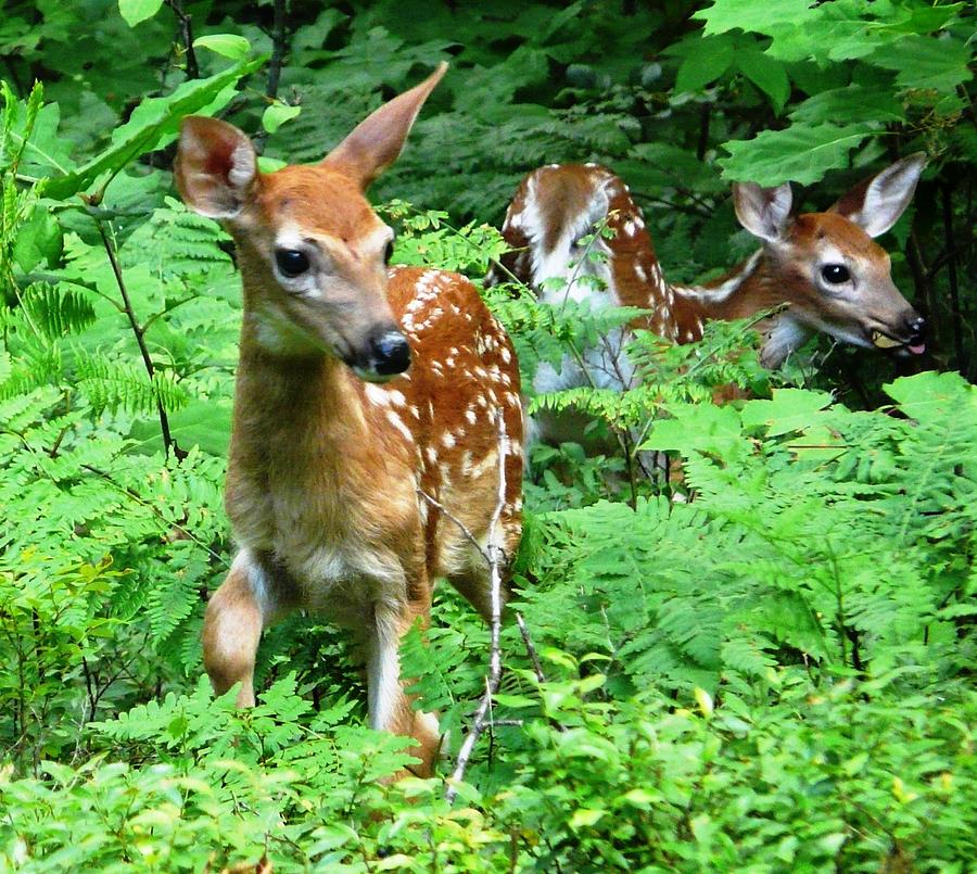 Deer Photograph - Backyard Fawns by J C