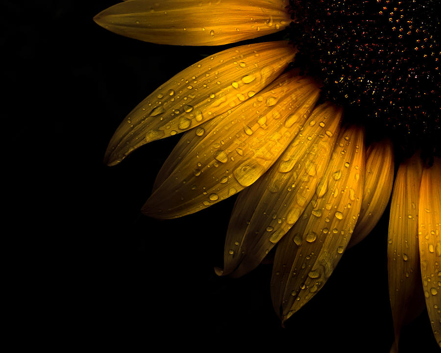 Abstract Photograph - Backyard Flowers 28 Sunflower by Brian Carson