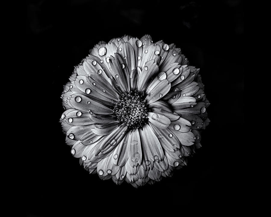 Backyard Flowers In Black And White No 10 Photograph by Brian Carson