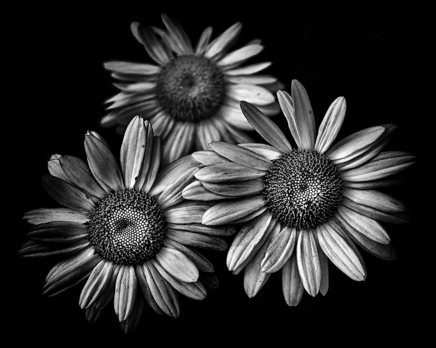 Backyard Flowers In Black And White 12 Photograph