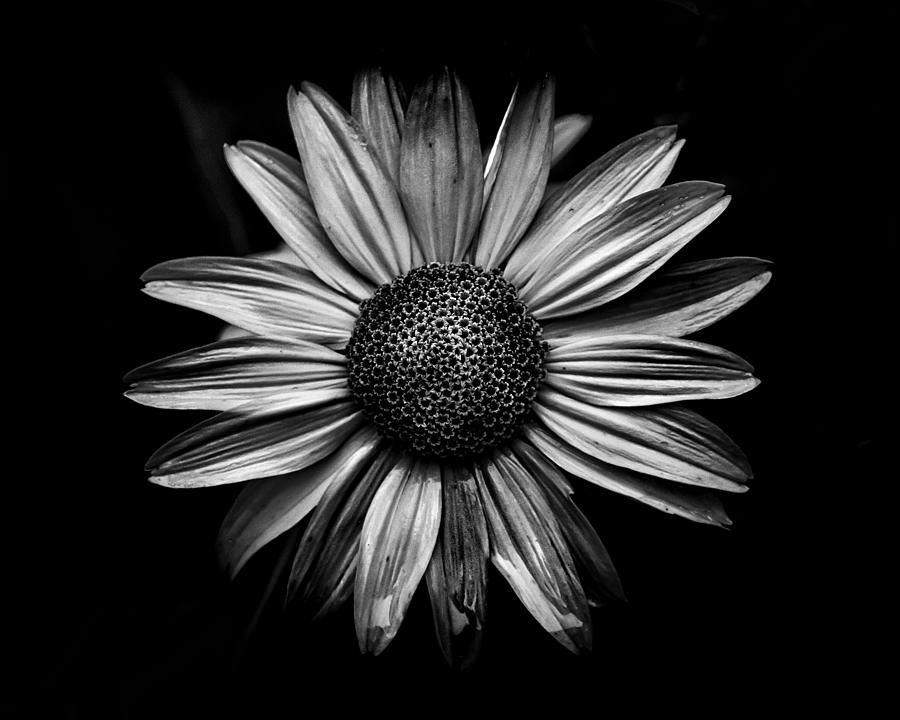 Backyard Flowers In Black And White 18 Photograph by Brian Carson