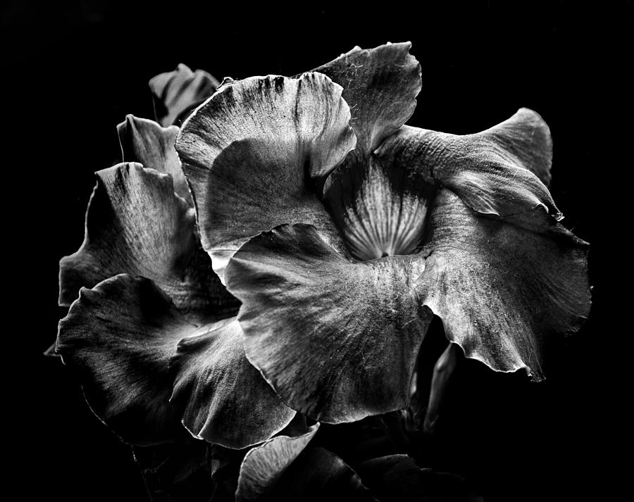 Backyard Flowers In Black And White 2 Photograph by Brian Carson