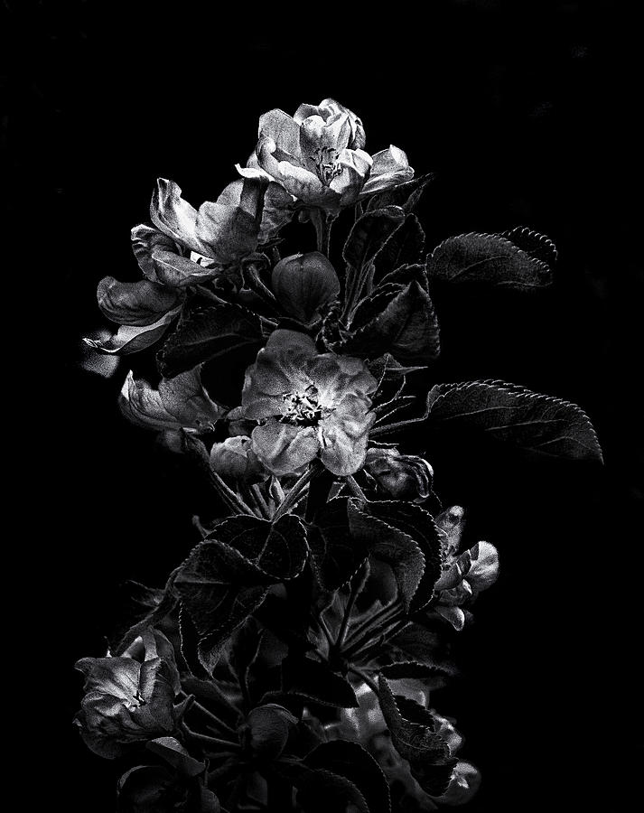 Backyard Flowers In Black And White 4 Photograph by Brian Carson