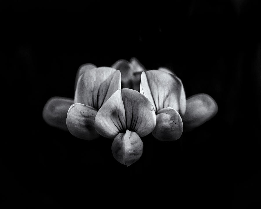 Backyard Flowers In Black And White 5 Photograph by Brian Carson