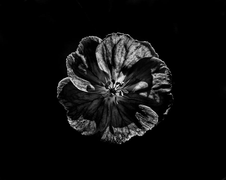 Backyard Flowers In Black And White 6 Photograph