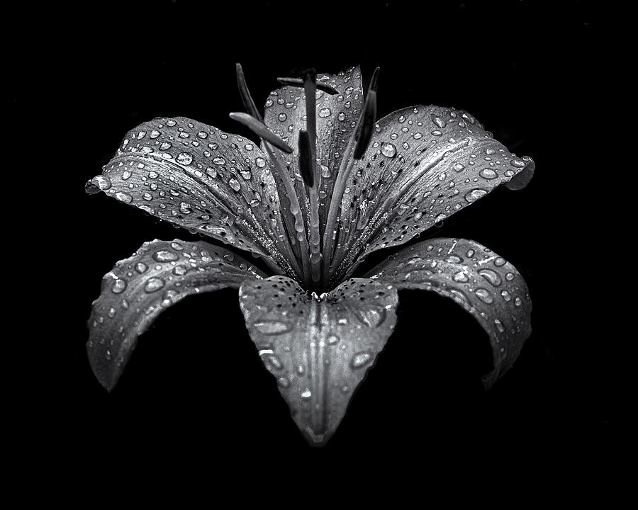 Abstract Photograph - Backyard Flowers In Black And White 8 After The Storm by Brian Carson