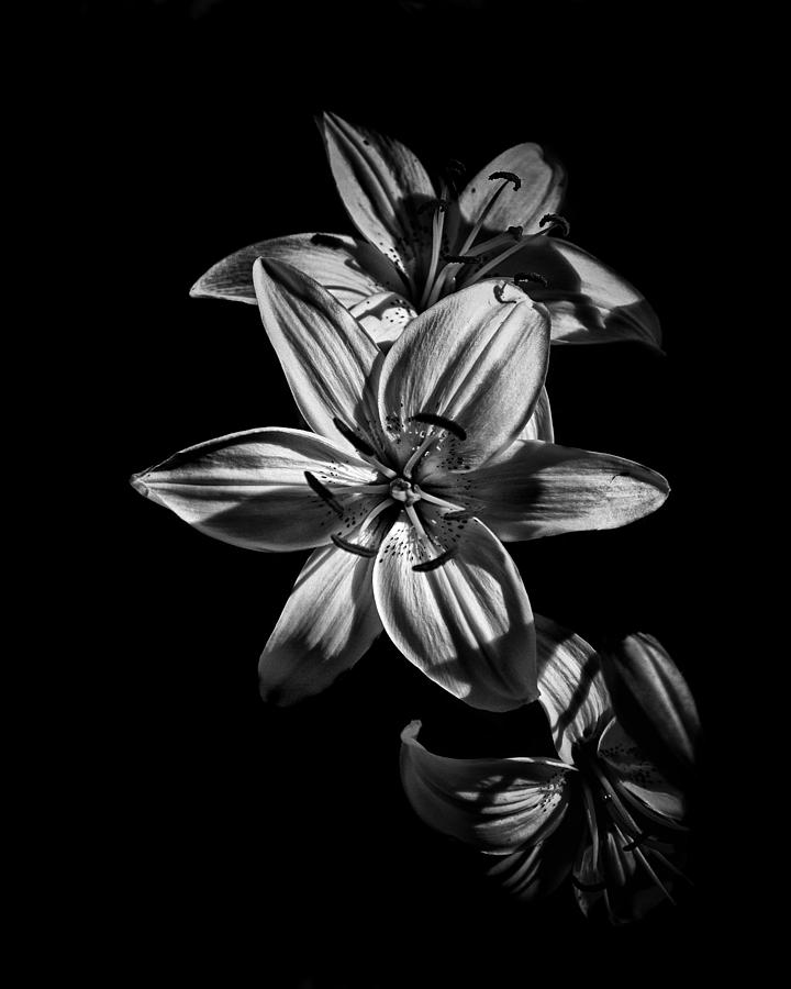 Backyard Flowers In Black And White 9 Photograph by Brian Carson