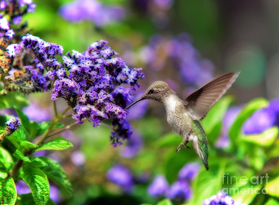Backyard Hummingbird Photograph by Eddie Yerkish