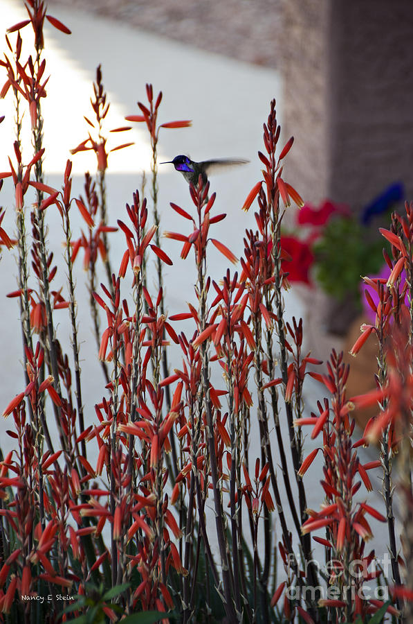 Backyard Hummingbird Photograph