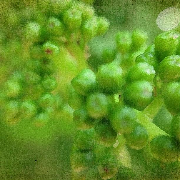 Backyard Macro Series - Grape Vine Photograph by Marco Prado
