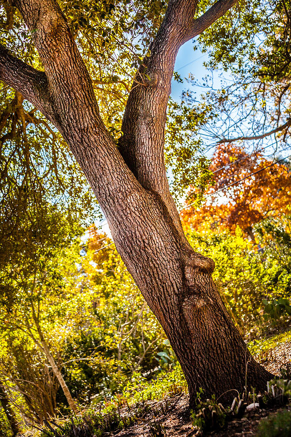 Backyard Oak Photograph by Melinda Ledsome