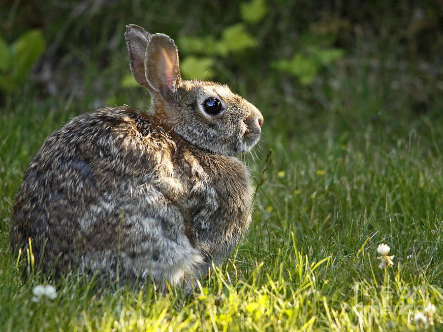 Backyard Rabbit Photograph by Inge Riis McDonald