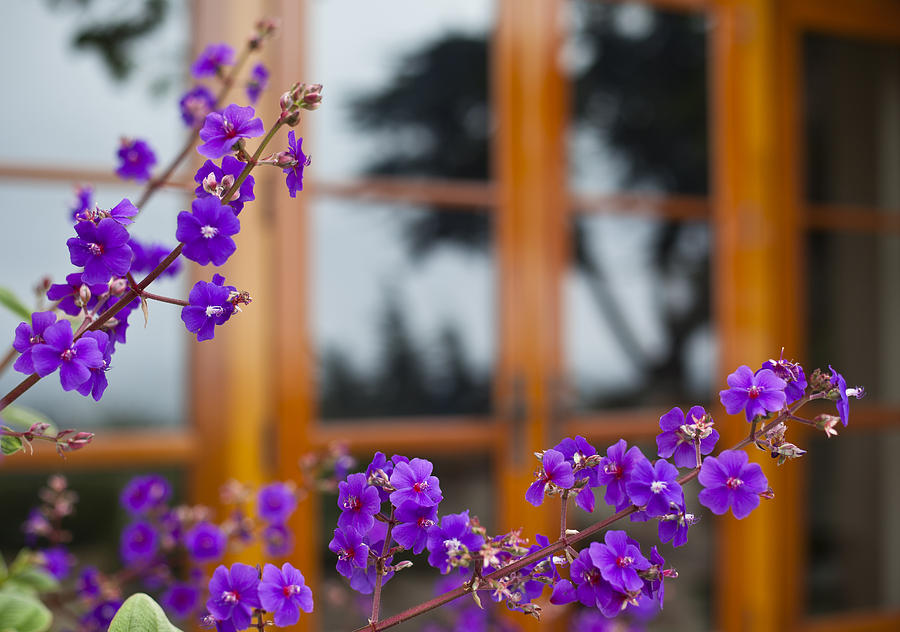 Flower Photograph - Backyard Reflective Moment by Geoff Scott