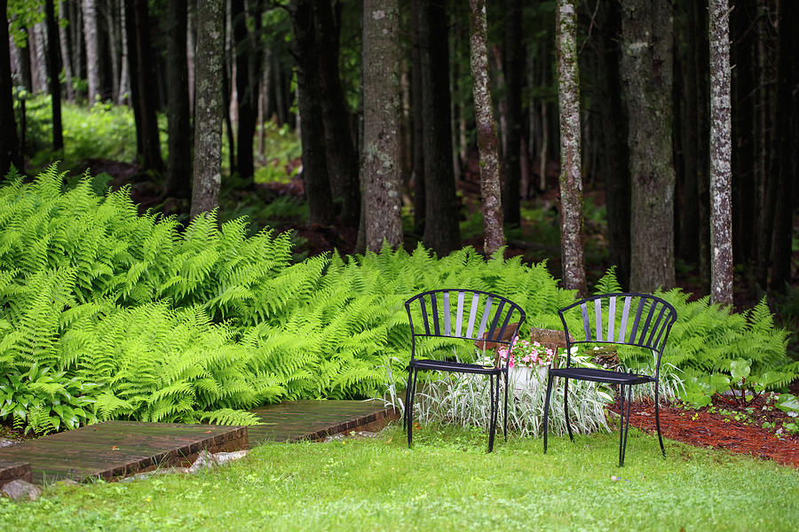 Backyard Seats Photograph by Laszlo Podor