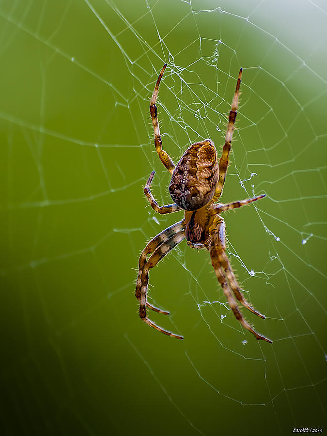 Spider Photograph - Backyard Spider by Ken Morris