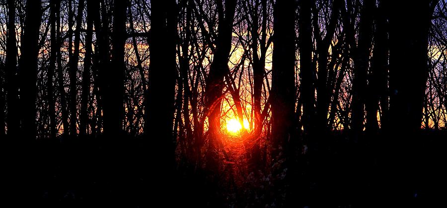 Backyard Sunset 3 Photograph by Michael Saunders