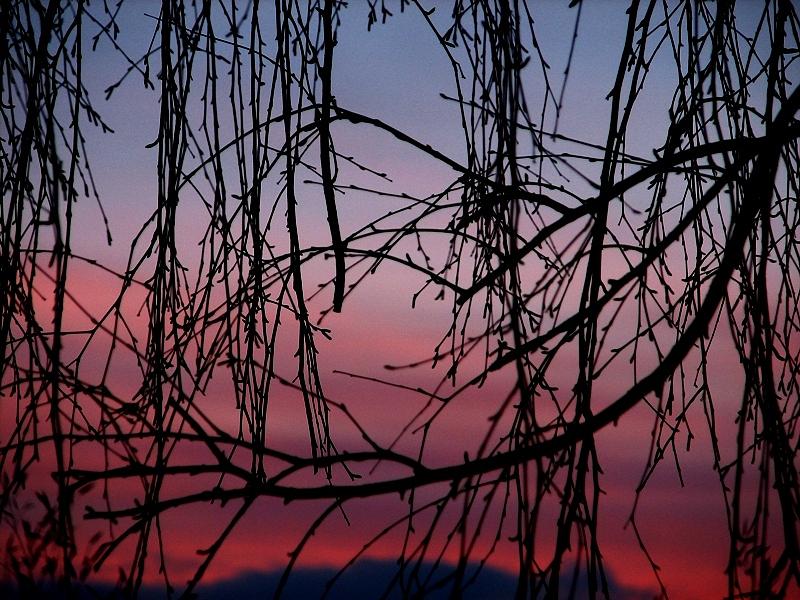 Backyard Sunset Photograph by Chris Dunn