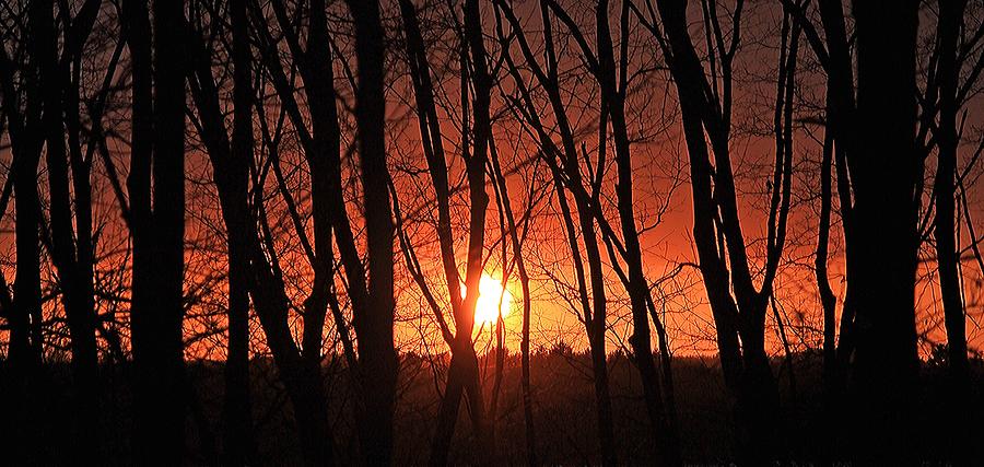 Backyard Sunset Photograph by Michael Saunders