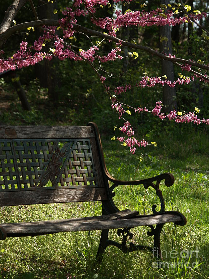 Backyard Tranquility with Redbud Photograph by Anna Lisa Yoder