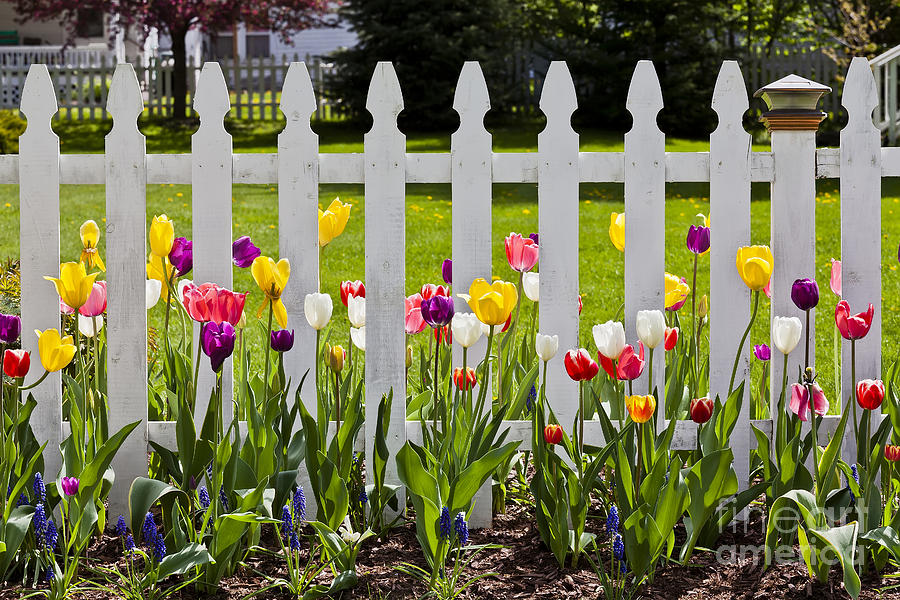 Backyard Tulips Photograph by Alan L Graham
