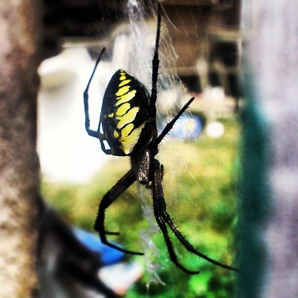 Spider Photograph - Backyard Visitor - #photooftheday by Shane Gabriel