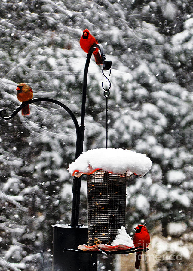 Backyard Winter Wonderland 2  Photograph by Lydia Holly