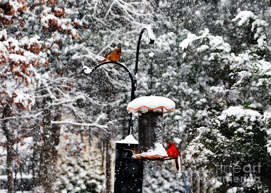 Backyard Winter Wonderland Photograph by Lydia Holly