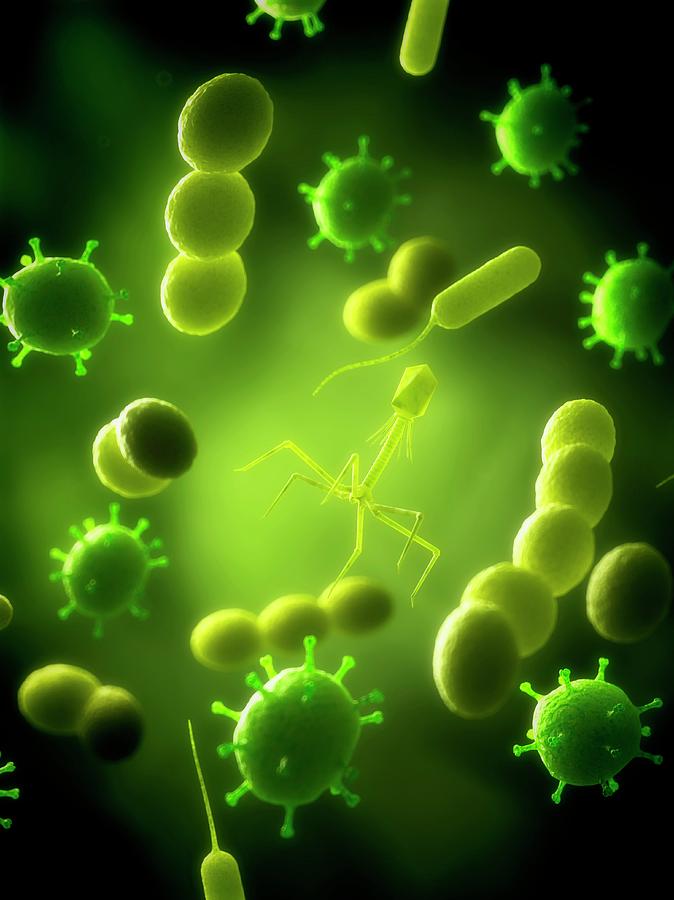 Illustration Photograph - Bacteria And Virus by Sciepro