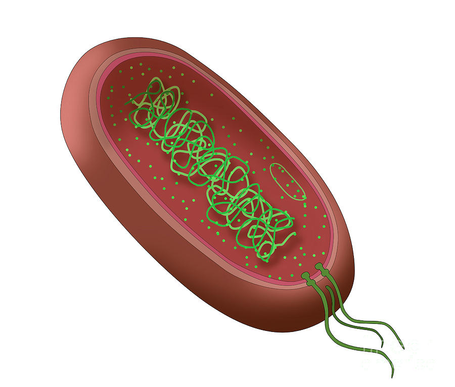 Bacteria Diagram Photograph by Monica Schroeder