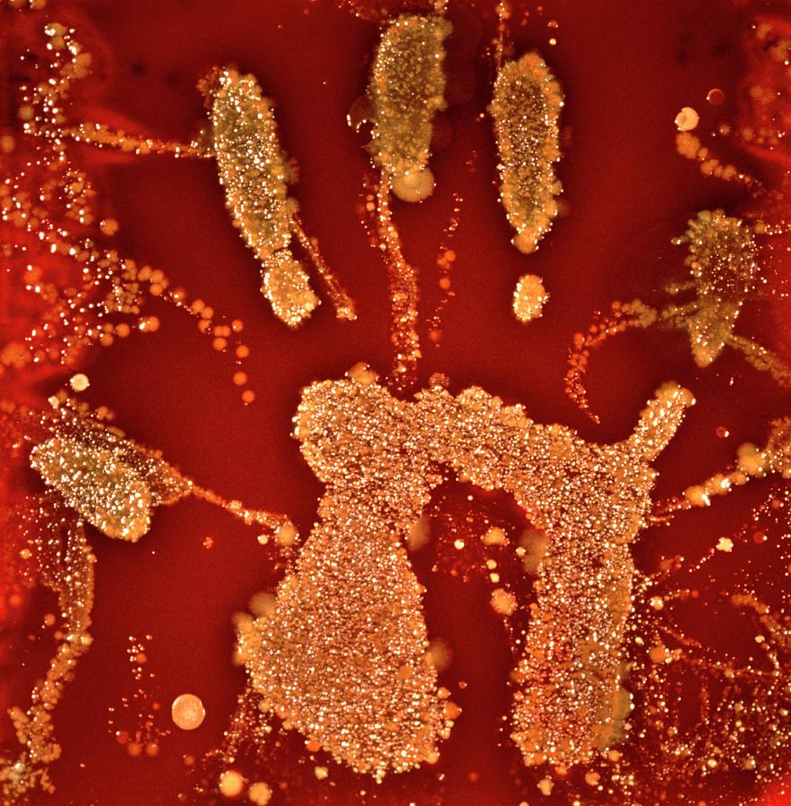 Bacteria On Agar From Hand Print Photograph by Science Pictures Ltd/science Photo Library
