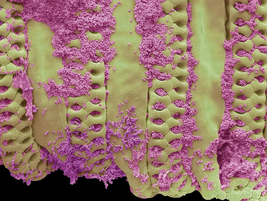 Bacteria On House Fly Tongue Photograph by Steve Gschmeissner/science Photo Library
