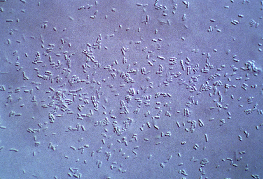 Bacteria Photograph by Perennou Nuridsany