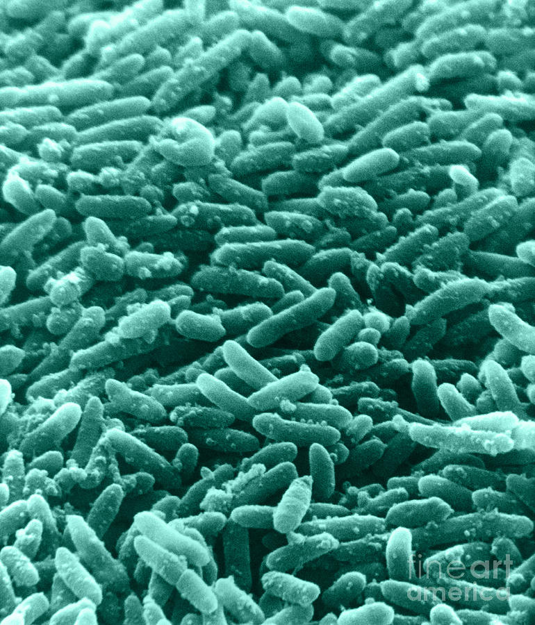 Bacterial Photograph - Bacteria, Sem by David M. Phillips