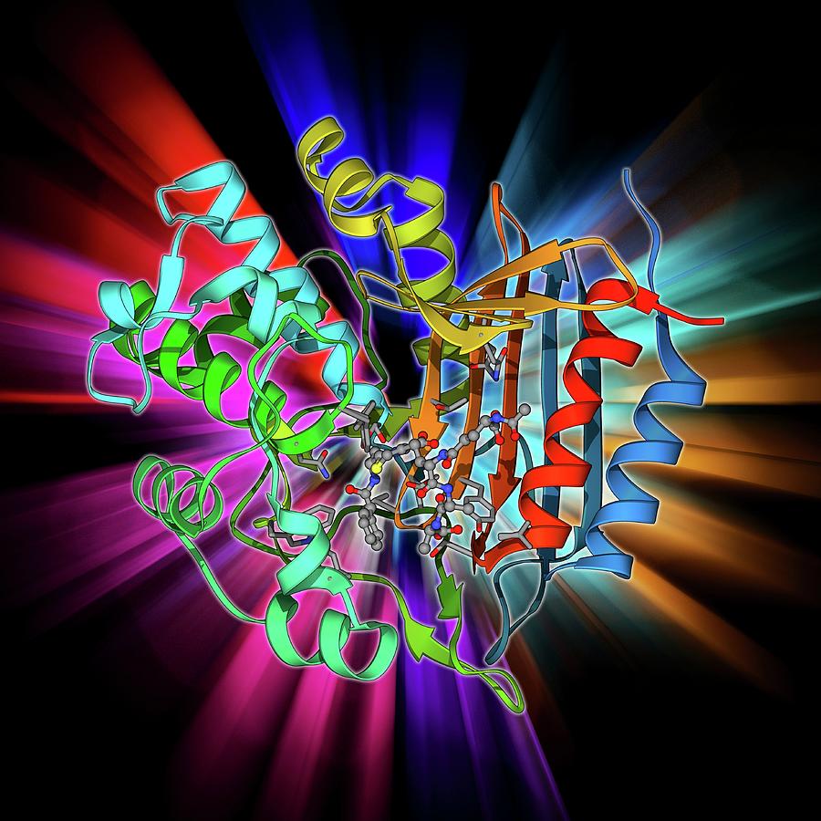Alpha Helix Photograph - Bacterial Cell Wall Enzyme Molecule by Laguna Design Alpha Helix Photograph - Bacterial Cell Wall Enzyme Molecule by Laguna Design