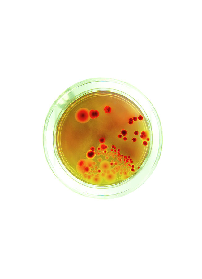 Culture Photograph - Bacterial Culture by Samuel Ashfield/science Photo Library