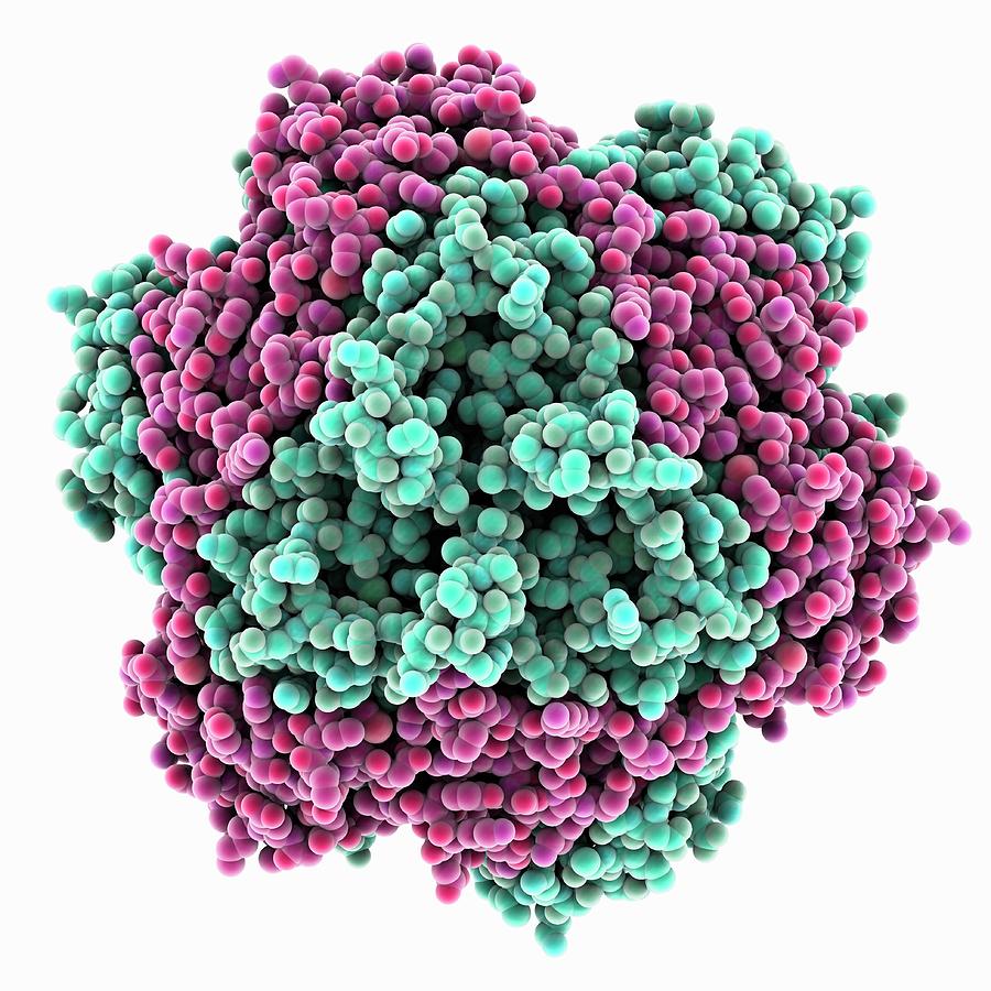  Bacterial  Manganese Catalase  Molecule Photograph by Laguna 