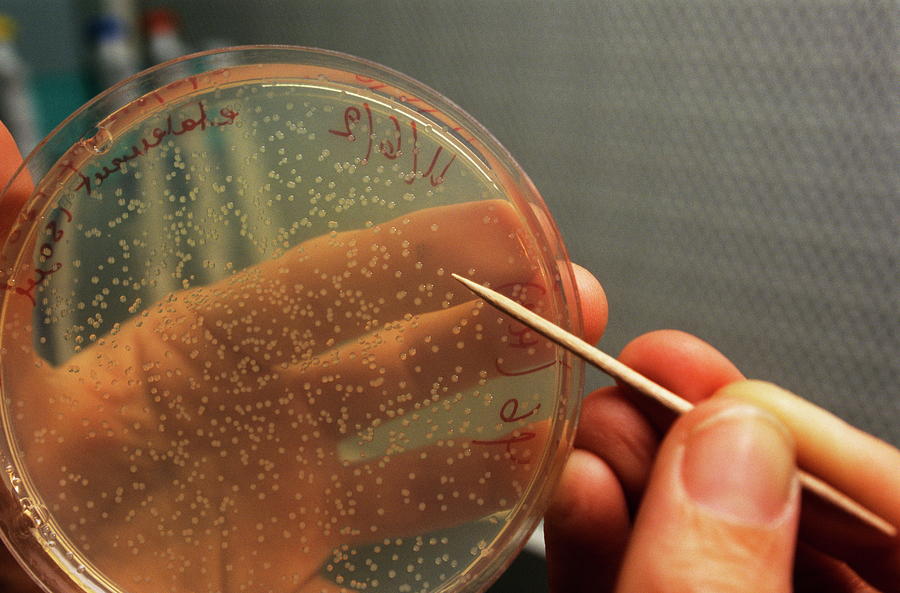 phd research in bacterial