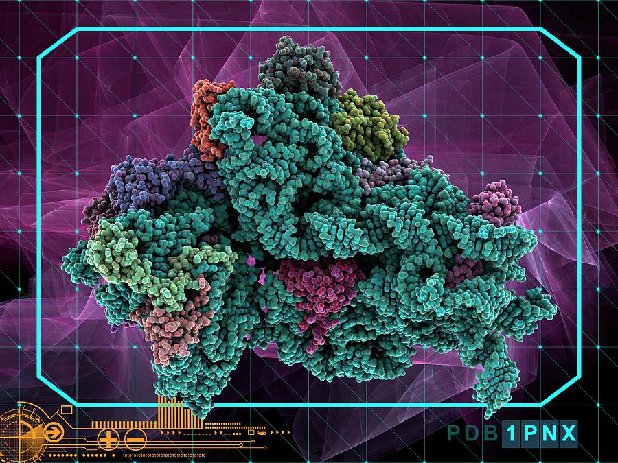 3-dimensional Photograph - Bacterial Ribosome by Laguna Design/science Photo Library