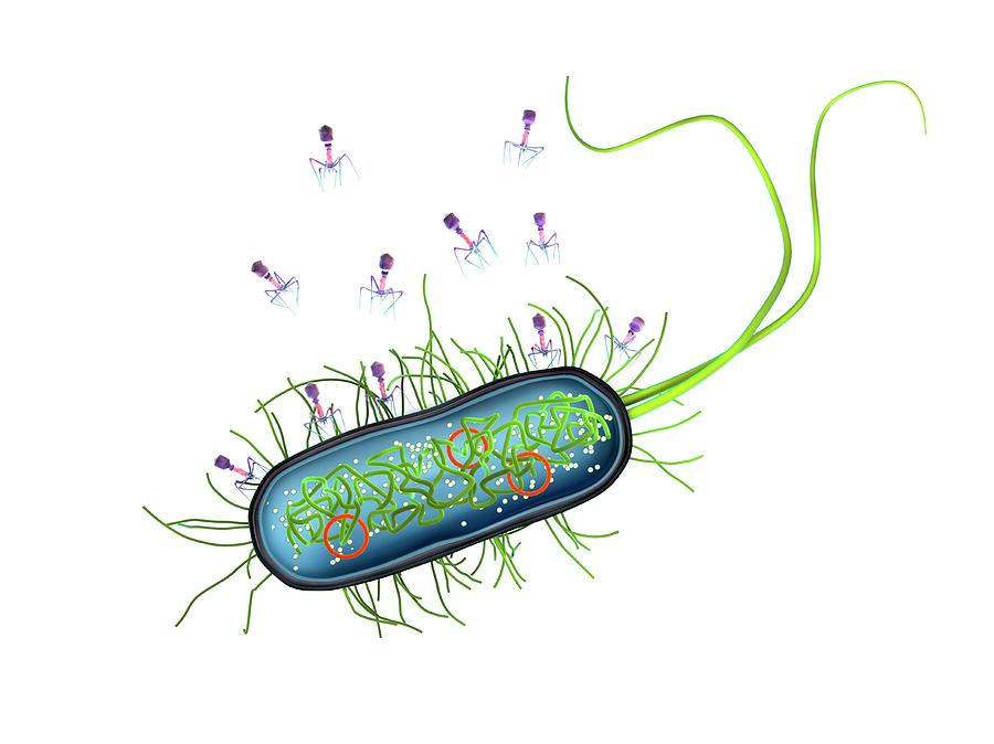 Бакт. Methanobacterium палочки. E coli картинки для презентации. Выживание за бактерию. Staphylococcal Bacteriophage.