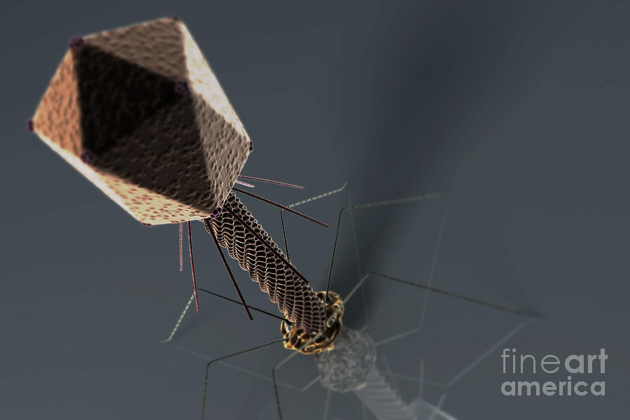 Bacteriophage Photograph by Science Picture Co